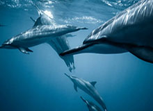 开云-科曼：塞蒂恩说梅西难管理？这话我不同意